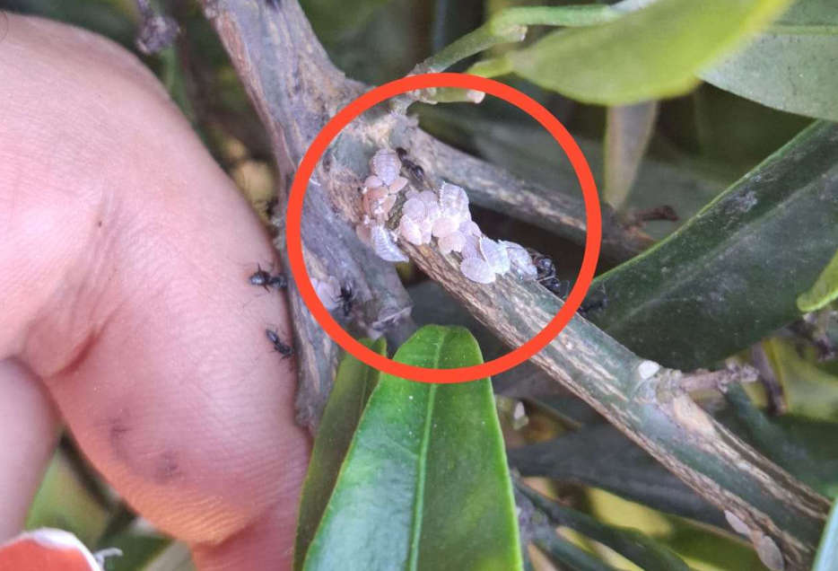 Prime neanidi di cocciniglia cotonosa Planococcus citri e cocciniglia bruna Coccus hesperidum