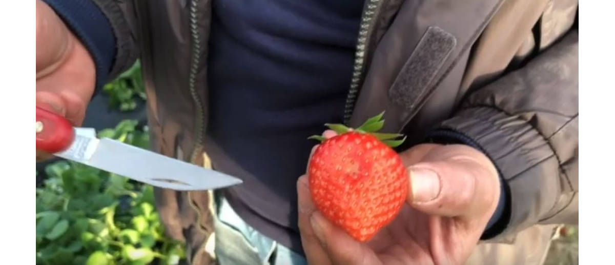 fragola attaccata da drosophila suzukii