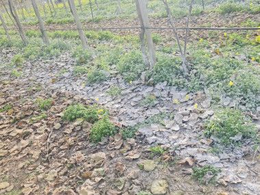 gesso agricolo su kiwi