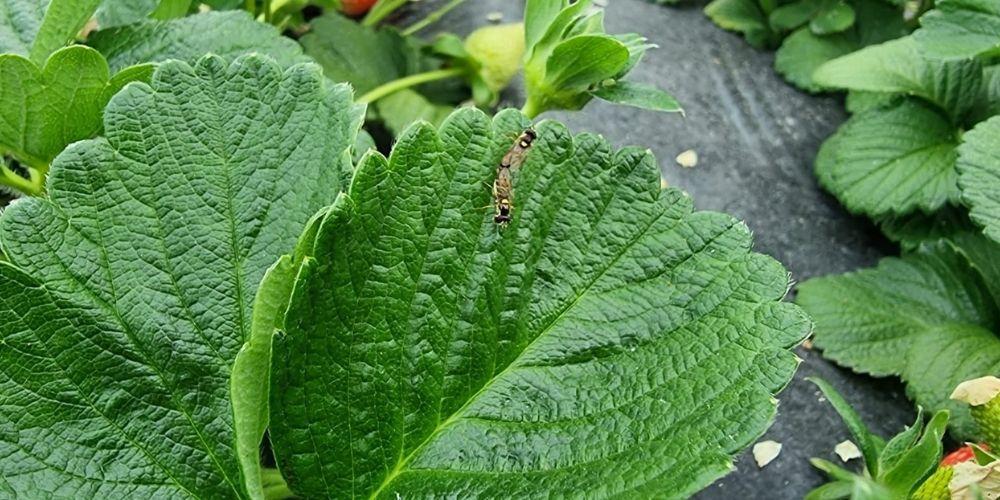 insetti utili in agricoltura