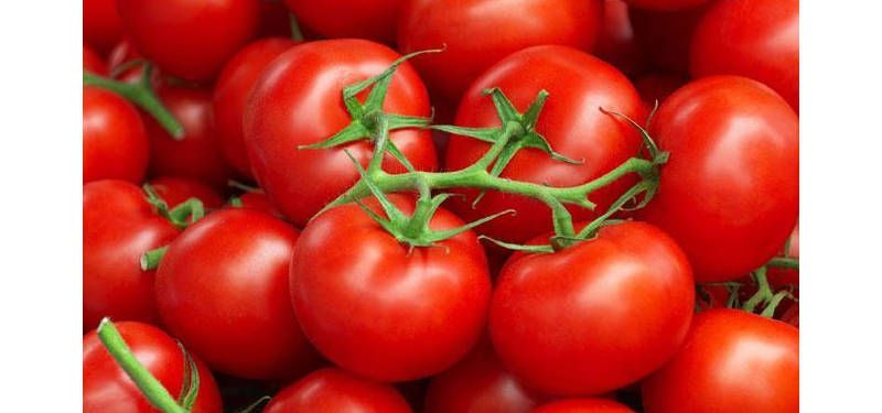Coltivazione del pomodoro