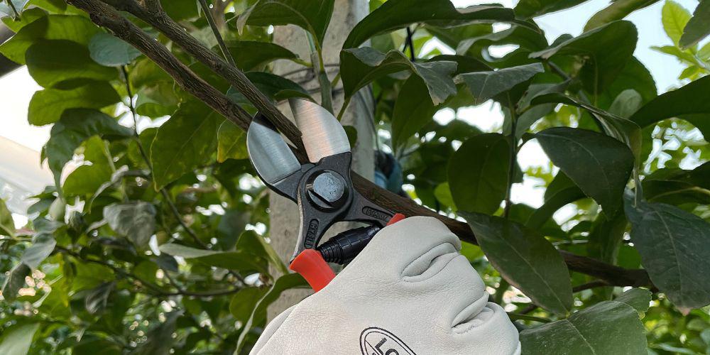 Tagli da potatura: come eliminare i rischi d’infezione