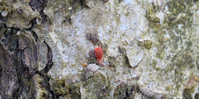 lotta al ragnetto rosso Tetranychus urticae