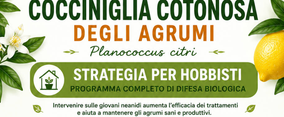 Strategia di lotta alla cocciniglia cotonosa degli agrumi