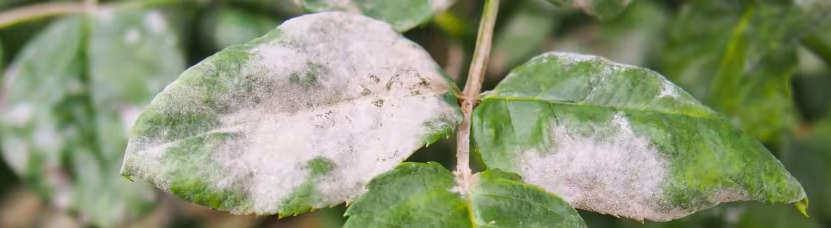 Oidio o mal bianco delle rose: sintomi, prevenzione e cura