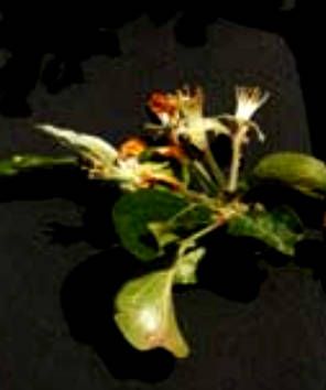 melo Fine caduta petali
