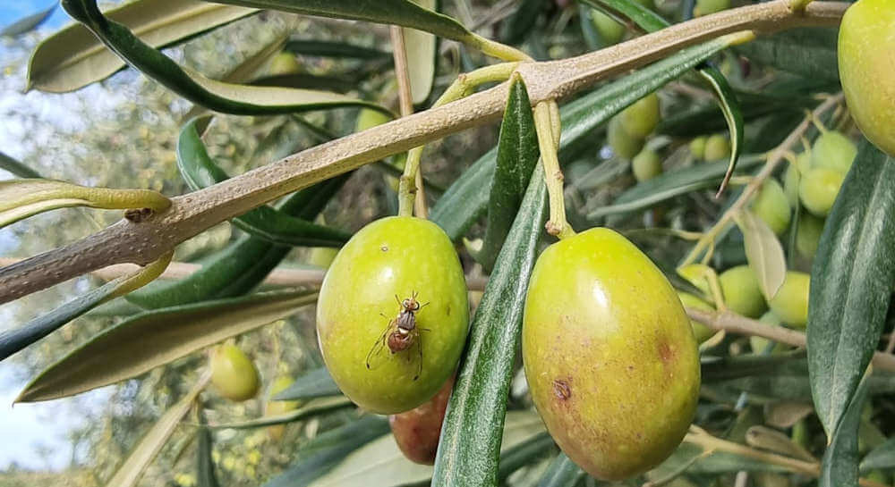 Mosca dell'olivo Bactrocera oleae: trattamenti e strategie di difesa