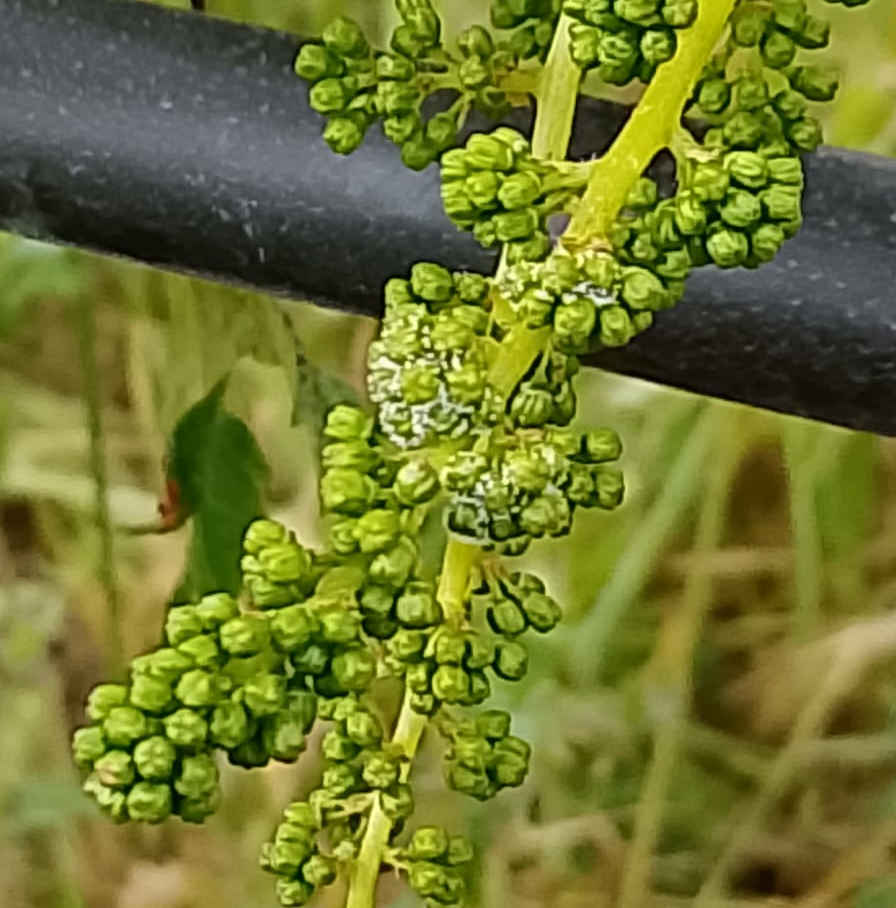 peronospora della vite