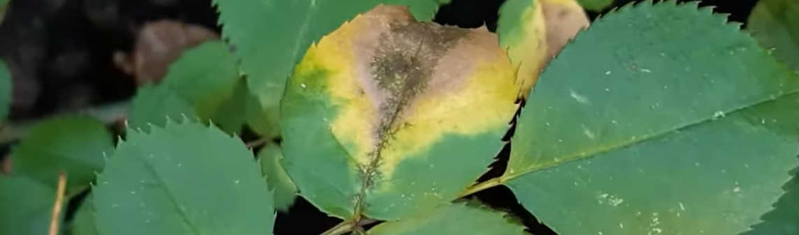 peronospora delle rose
