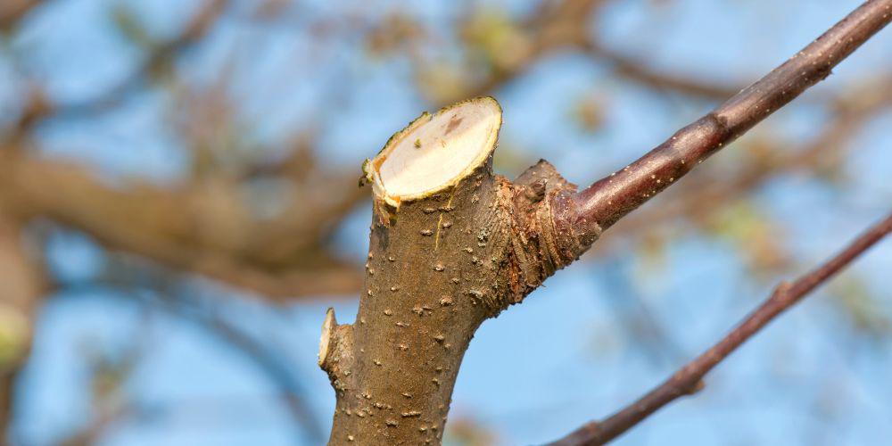 albero potato