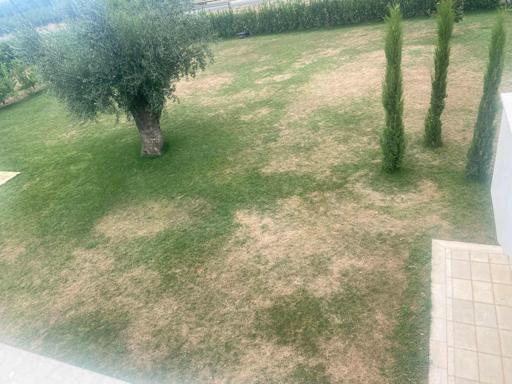 Prato danneggiato da larve di maggiolino
