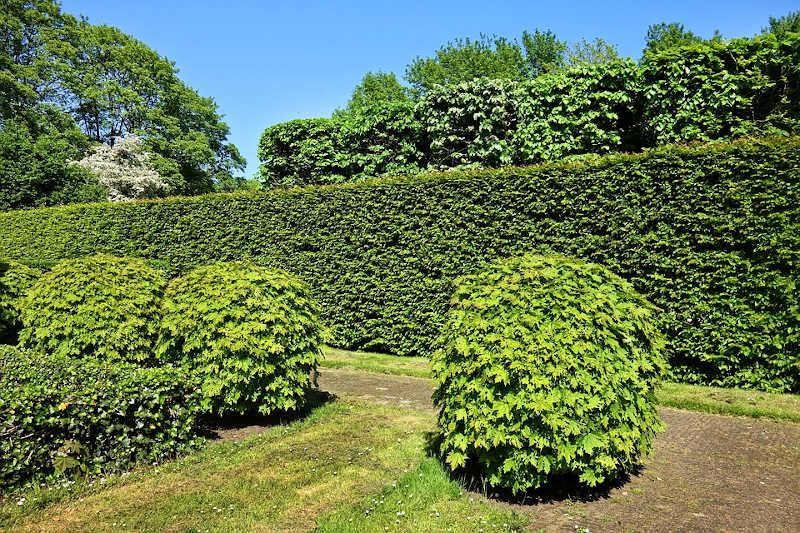 siepe da giardino