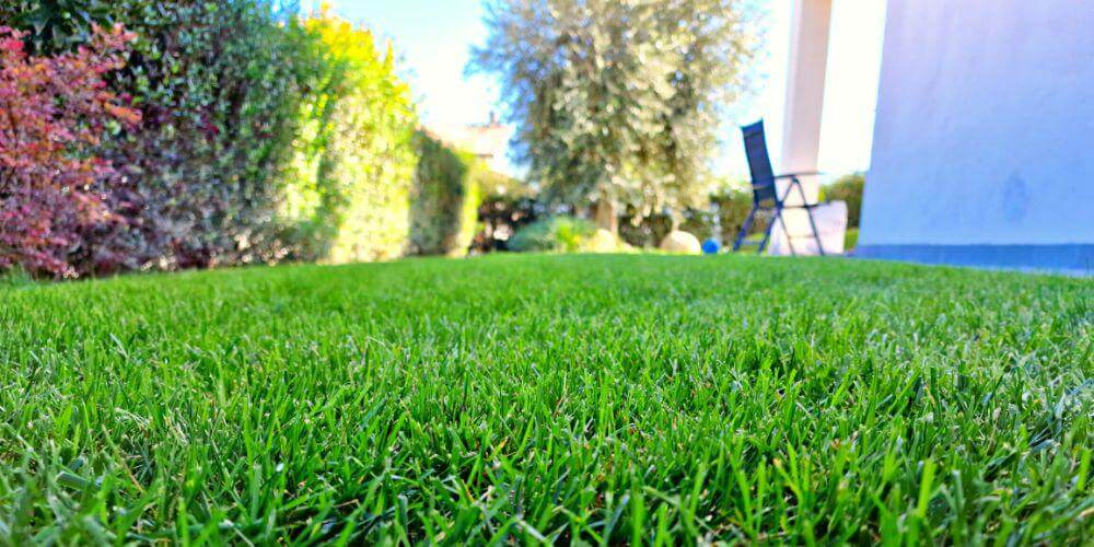 tappeto erboso primavera