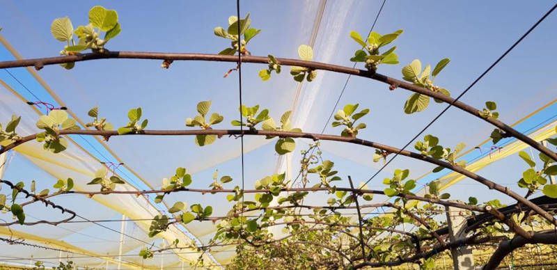 trattamenti actinidia ingrossamento -frutti