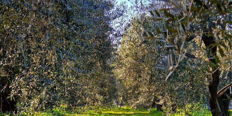 trattamenti e concimazioni olivo marzo aprile maggio
