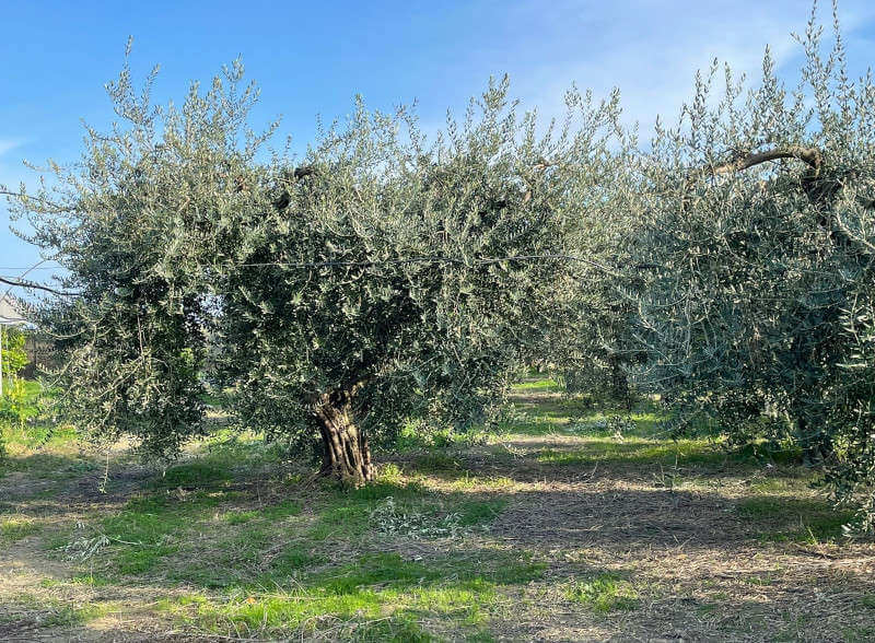 trattamento dopo raccolta olive