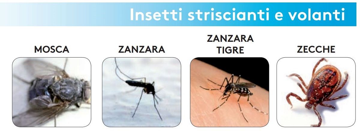foval ce insetticida zanzara tigre zecche mosche
