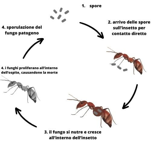 funghi entomopatogeni
