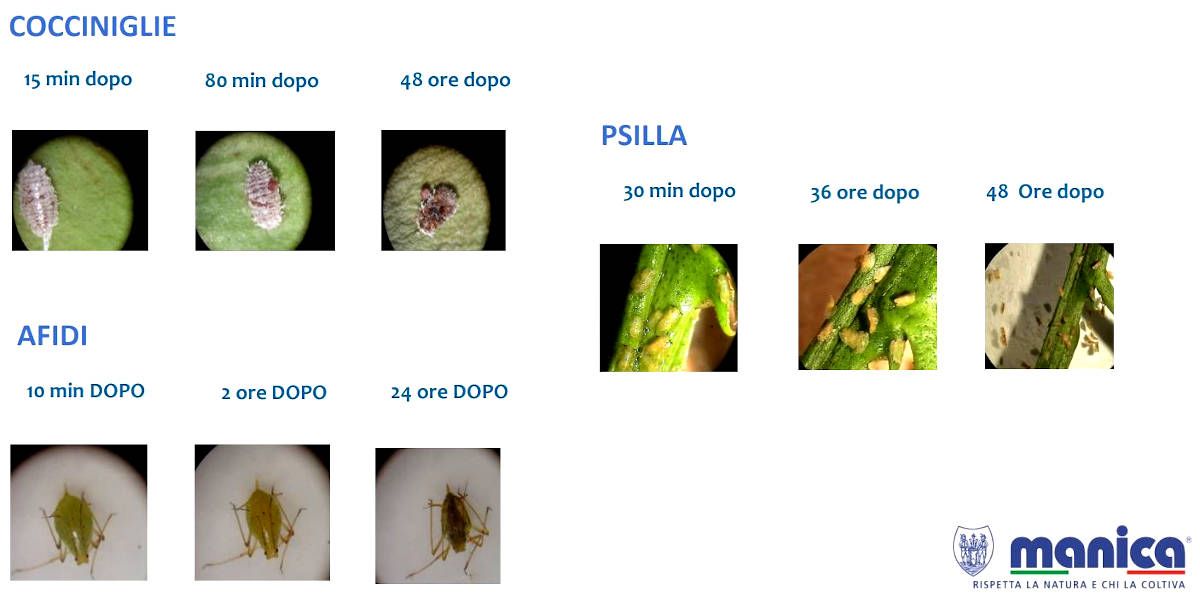 limocide manica