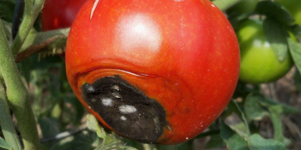 nitrato-calcio-pomodori