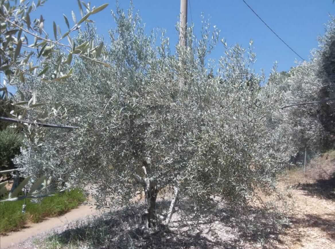Ulivo trattato con caolino per la prevenzione della mosca dell'olivo