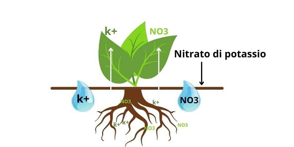 nitrato-di-potassio-a-cosa-serve