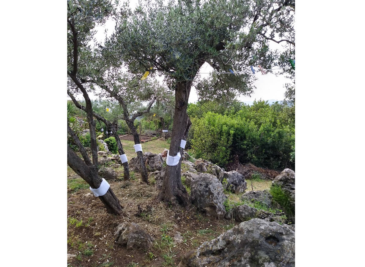 rincotrap-trappola-per-oziorrinco